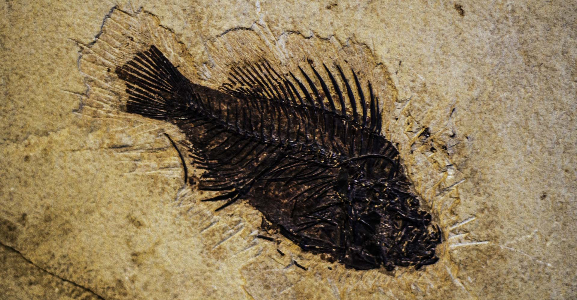 Hľadanie fosílii v Malých Karpatoch