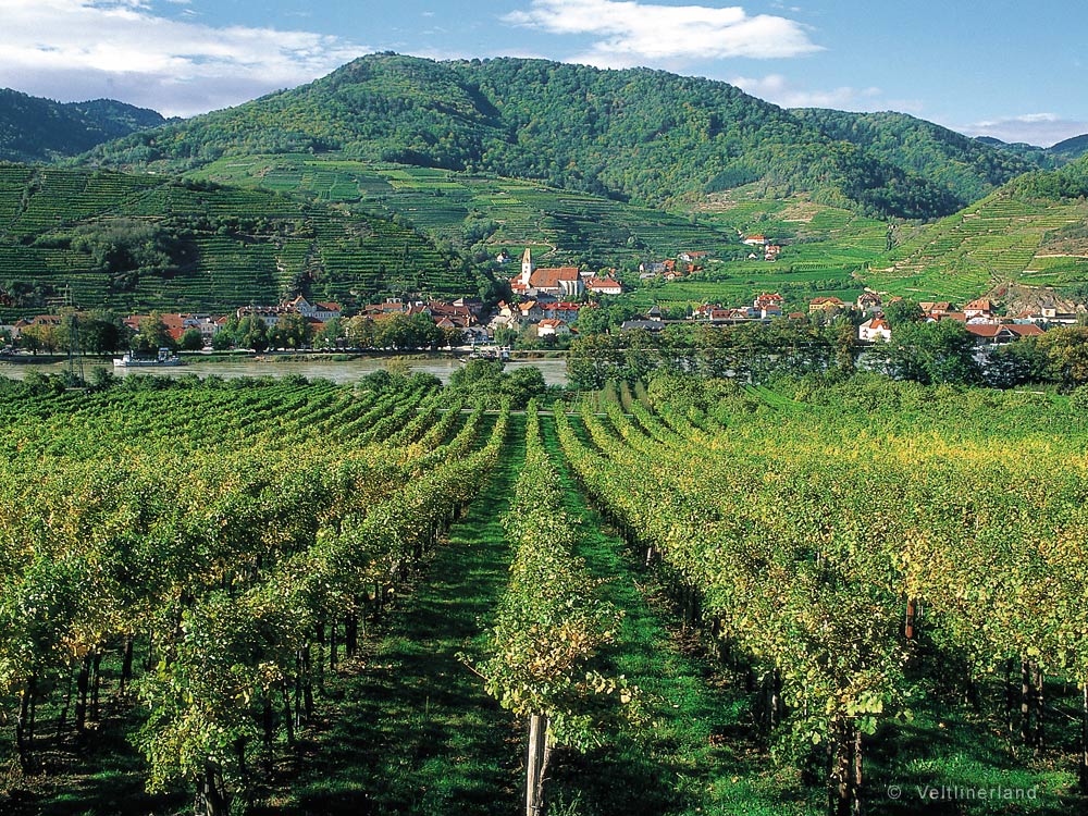 Vínna cesta Weinviertel Veltlinland